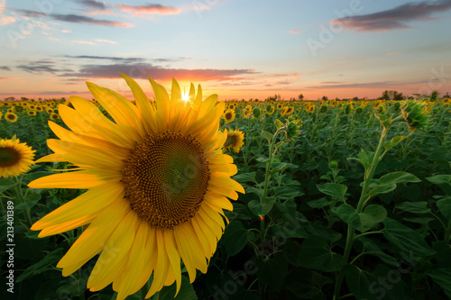 Lone Sunflower In Sunset Colorful However The Shallow
