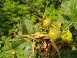 wild perennial herbs