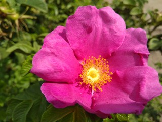 wild rose bush