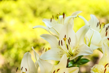 Fototapeta na wymiar Beautiful blooming lily flowers in garden, closeup