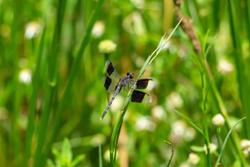 Band-winged dragonlet dragonfly (Erythrodiplax umbrata), male - Wolf Lake Park, Davie, Florida, USA