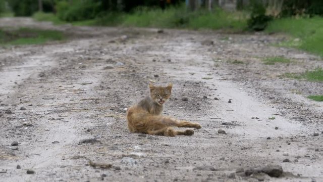 Homeless Gray Dirty Cat, Hungry Shabby and Sick, Sits on a Rural Road on the Village Street. Summer or autumn day.