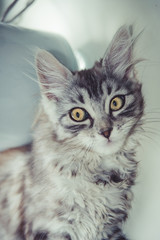 Katze auf Fensterbrett