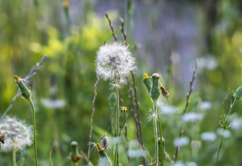 Dandelion, Taraxacum officinale, & other weeds