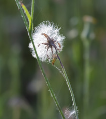 Dandelion gone to seed vertical selective focus