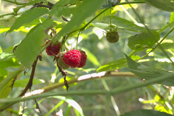 Red raspberry fruits, ripe and green on the same thin branch, hanging down. Delicies of forest