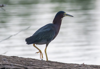Green heron, Butorides virescens on log in lake