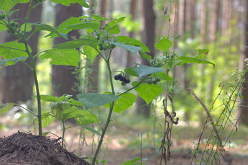 purple-black not deadly toxic berries of European black nightshade shrub, bunched in lots of big racemes and ripen