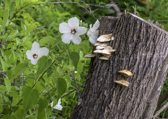 Wild hibiscus with weathered stump