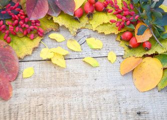 On old boards colorful autumn leaves and berries rosehip and barberry 