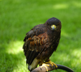 Striking perched Harris Hawk