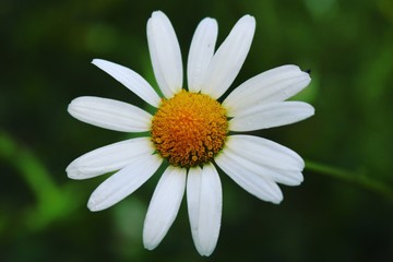 Obraz premium Flower
