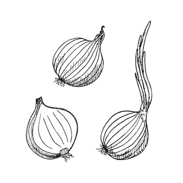 Green onion plant, onion and cut slice, and cut slice, hand drawn doodle, drawing, sketch, black and white vector outline illustration 