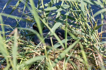 breeding Eurasian coot (Fulica atra) sitting on nest