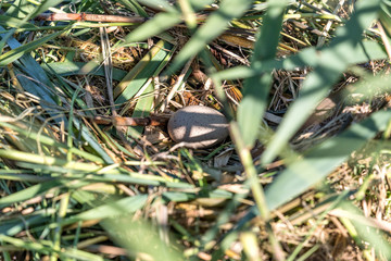 nest of an Eurasian coot (Fulica atra) with one egg