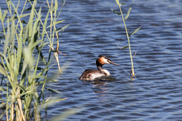 swimming great crested grebe (Podiceps cristatus)