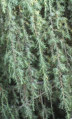 background of coniferous branches