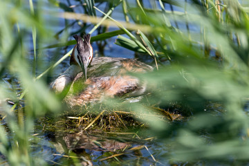 breeding  great crested grebe (Podiceps cristatus) sitting on nest