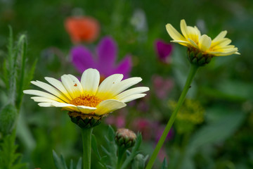 Obraz premium white and yellow