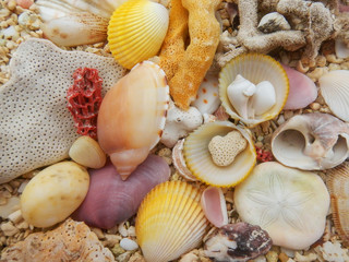 Seashells and dead hard coral on a beach