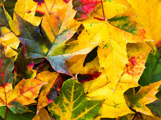 Colorful autumn leaves nature background