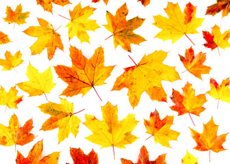 Naklejka na ściany i meble Autumn leaves pattern on white background