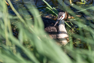 breeding  great crested grebe (Podiceps cristatus) sitting on nest