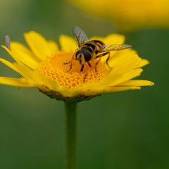 bee