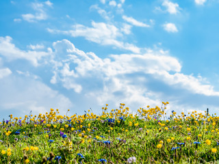 Nature background with field of wild flowers and blue sky