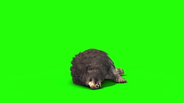 Grizzly BEAR Dies Front Green Screen 3D Rendering Animation