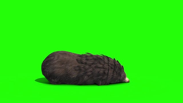 Grizzly BEAR Dies Side Green Screen 3D Rendering Animation