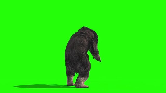 Grizzly BEAR Roar Attack Back Green Screen 3D Rendering Animation