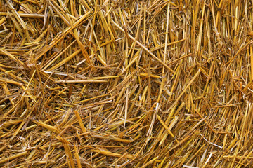 Hay and straw texture