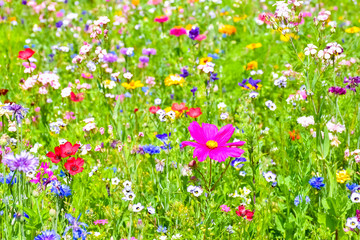 Obraz na płótnie Canvas Beautiful blossoming meadow with colorful wildflowers in Czech Republic, Europe