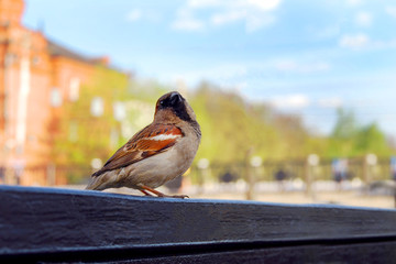 Sparrow on the Bench in a town summer sunny day. Photo of city bird with copyspace.