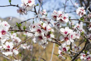Flowers of almonds, close-up.