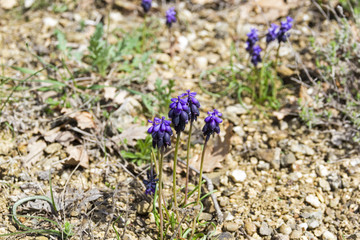 Blossoming grape hyacint on a mountain meadow.