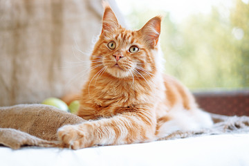 Sunny portrait of cute red ginger Maine coon cat on the balcony in sunny summer day
