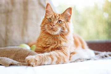 Poster Sunny portrait of cute red ginger Maine coon cat on the balcony in sunny summer day © meriluxa