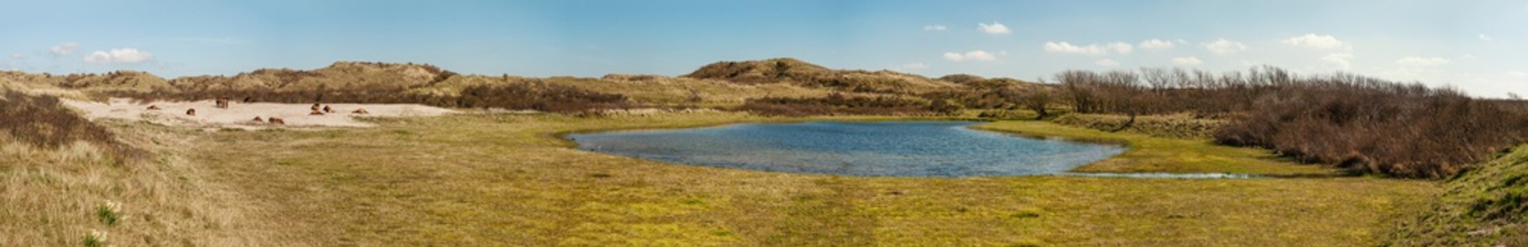 Group of wild Konik horses near a dunelake - panorama