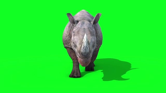 Rhinoceros Walkcycle Front Green Screen 3D Rendering Animation Animals
