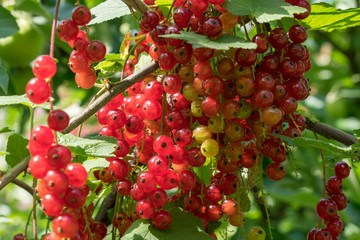 Ripe red currants close-up as background.