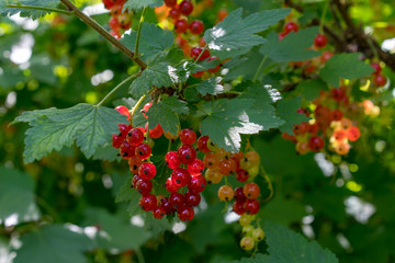 Ripe red currants close-up as background.