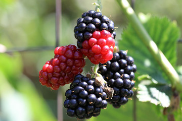 Black Berry