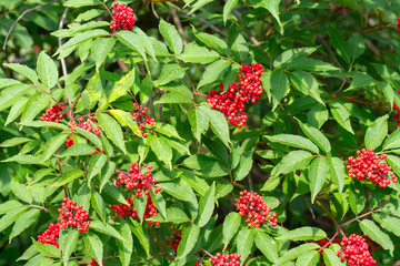 Sambucus racemosa, a species of elderberry known by the common names red elderberry and Red-berried Elder- closeup view on the branch in the garden