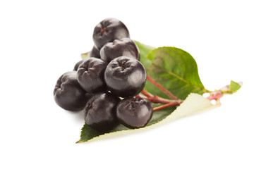 Close up of aronia chokeberry isolated on white.