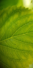leafy