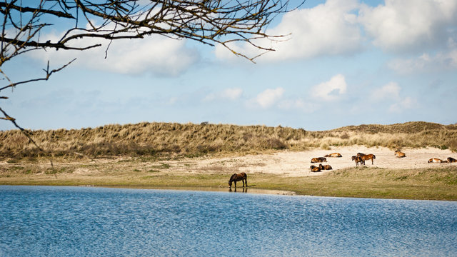 Group of Konik horses near a dune lake