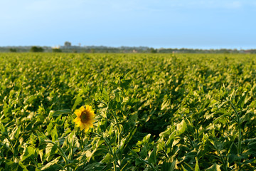 sunflower field summer landscape / bright summer day sunflowers absorb sunlight