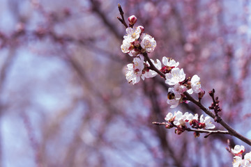 flowering apricot spring flowers / early spring the bright colors of the revival of plants